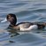 Lesser Scaup